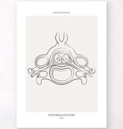 Anatomie des vertèbres II - Line Art-Codex Anatomicus New