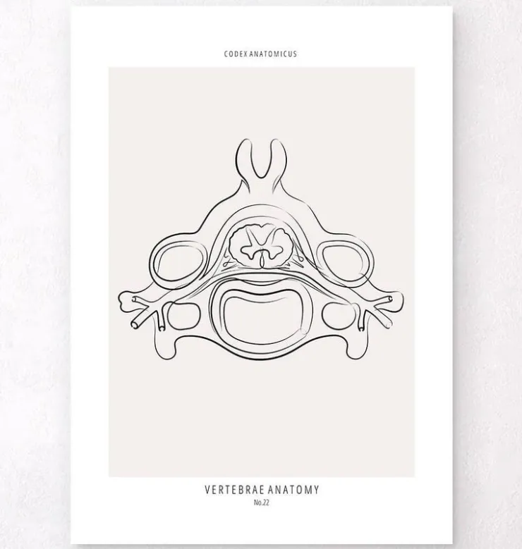 Anatomie des vertèbres II - Line Art-Codex Anatomicus New
