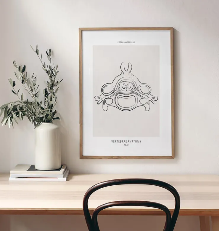 Anatomie des vertèbres II - Line Art-Codex Anatomicus New