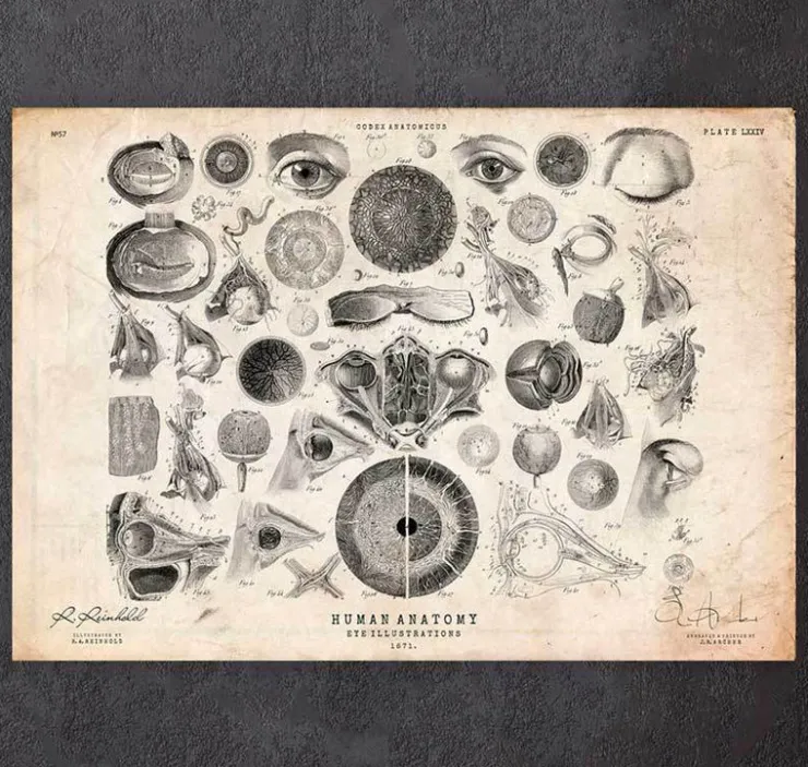 Anatomie des yeux II-Codex Anatomicus