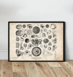 Anatomie des yeux II-Codex Anatomicus