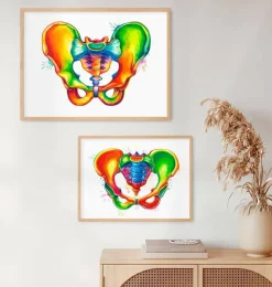 Anatomie du bassin - Aquarelle-Codex Anatomicus Outlet