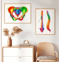 Anatomie du bassin - Aquarelle-Codex Anatomicus New