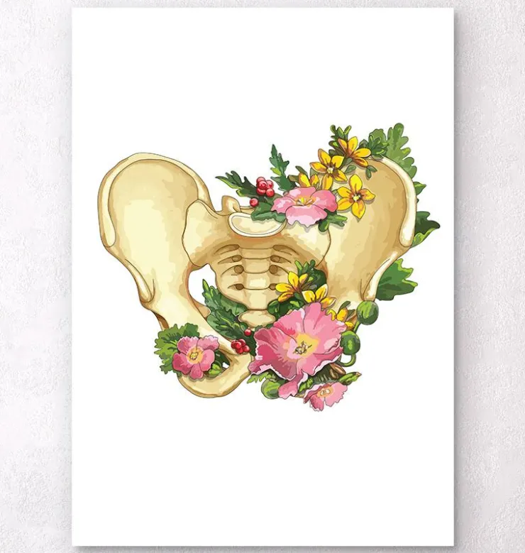 Anatomie du bassin - Blanc-Codex Anatomicus