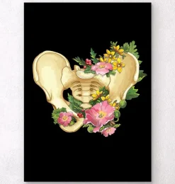 Anatomie du bassin - Blanc-Codex Anatomicus Online