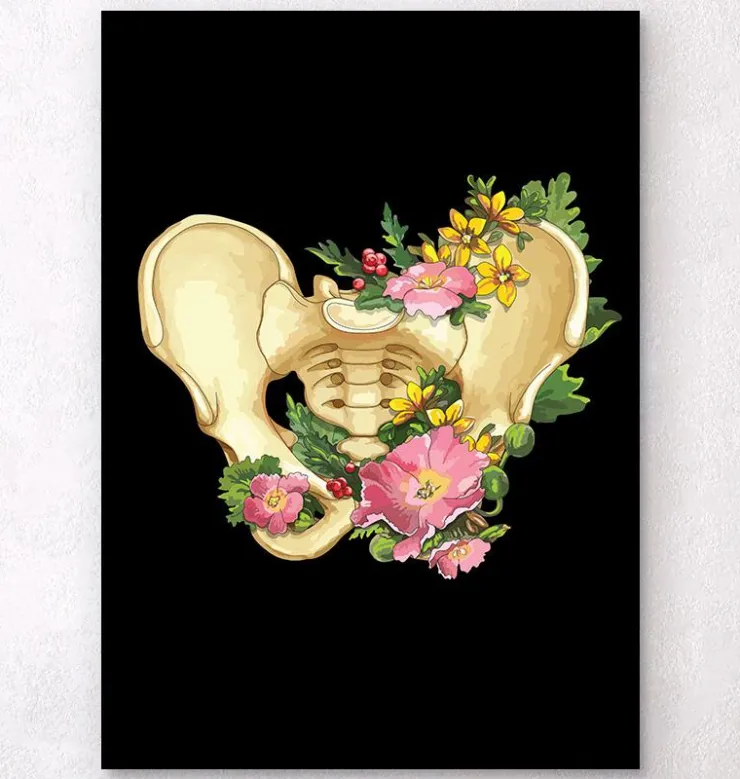 Anatomie du bassin - Blanc-Codex Anatomicus Online