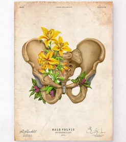 Anatomie du bassin - Floral - Vintage-Codex Anatomicus Outlet