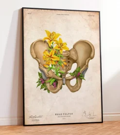 Anatomie du bassin - Floral - Vintage-Codex Anatomicus Outlet