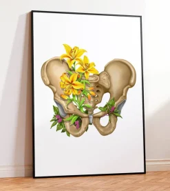 Anatomie du bassin - Floral - Blanc-Codex Anatomicus