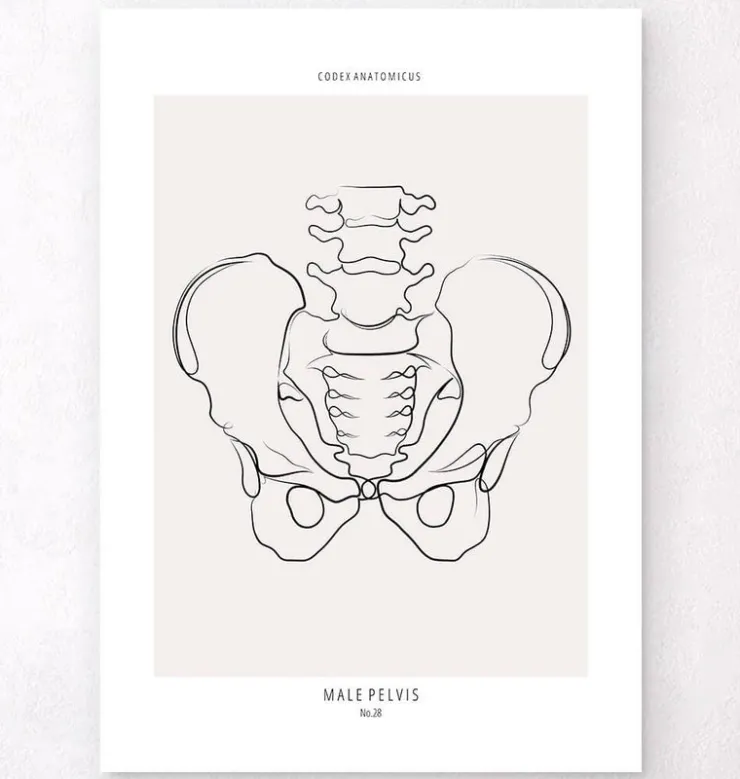 Anatomie du bassin - Line Art-Codex Anatomicus