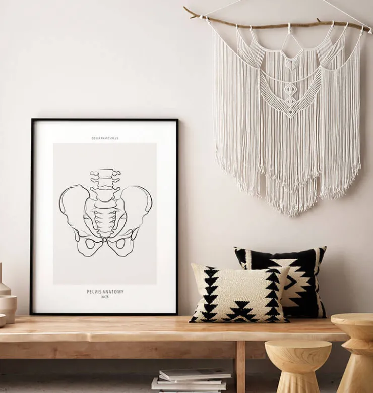 Anatomie du bassin - Line Art-Codex Anatomicus