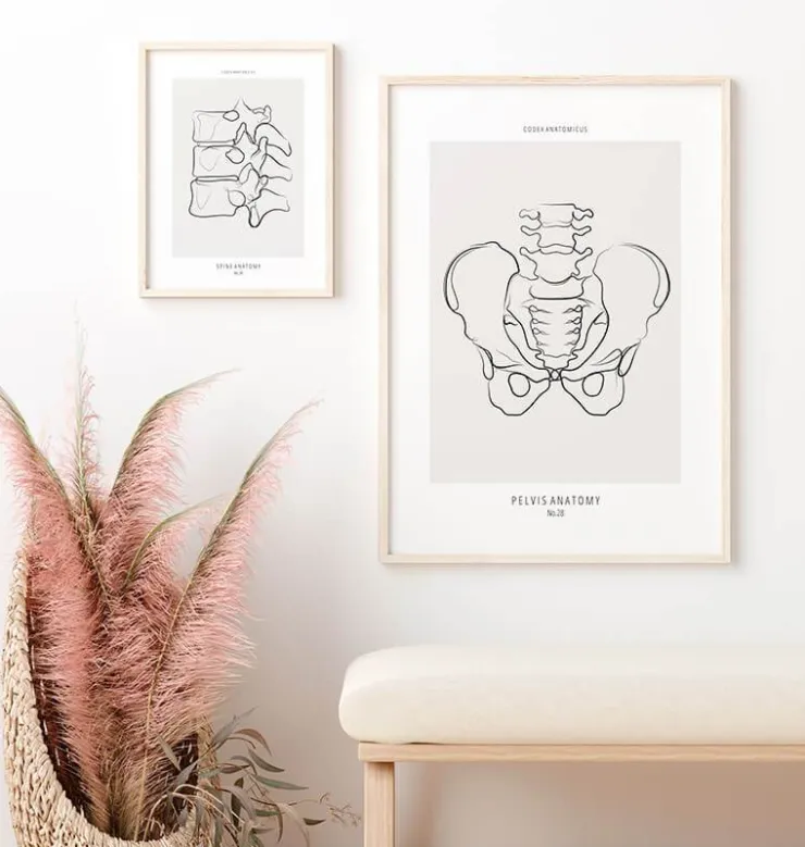 Anatomie du bassin - Line Art-Codex Anatomicus