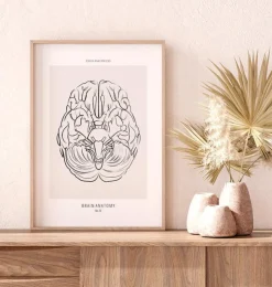 Anatomie du cerveau - Line Art-Codex Anatomicus Discount