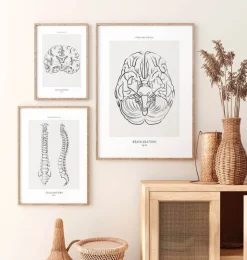 Anatomie du cerveau - Line Art-Codex Anatomicus Discount
