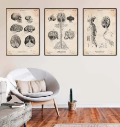 Anatomie du cerveau humain et chimpanzé-Codex Anatomicus Outlet
