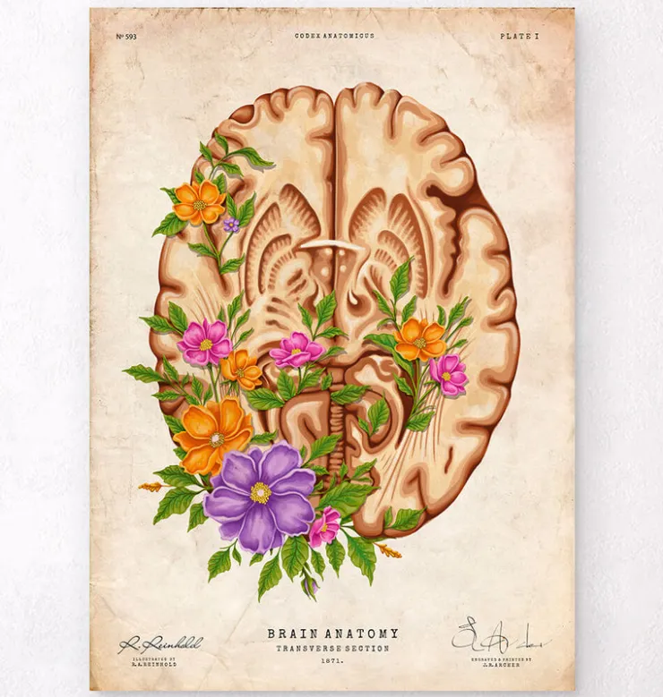 Anatomie du cerveau III - Floral - Vintage-Codex Anatomicus Clearance