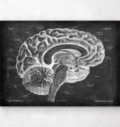 Anatomie du cerveau sagittal - Chalkboard-Codex Anatomicus Sale