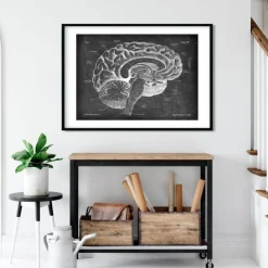 Anatomie du cerveau sagittal - Chalkboard-Codex Anatomicus Sale
