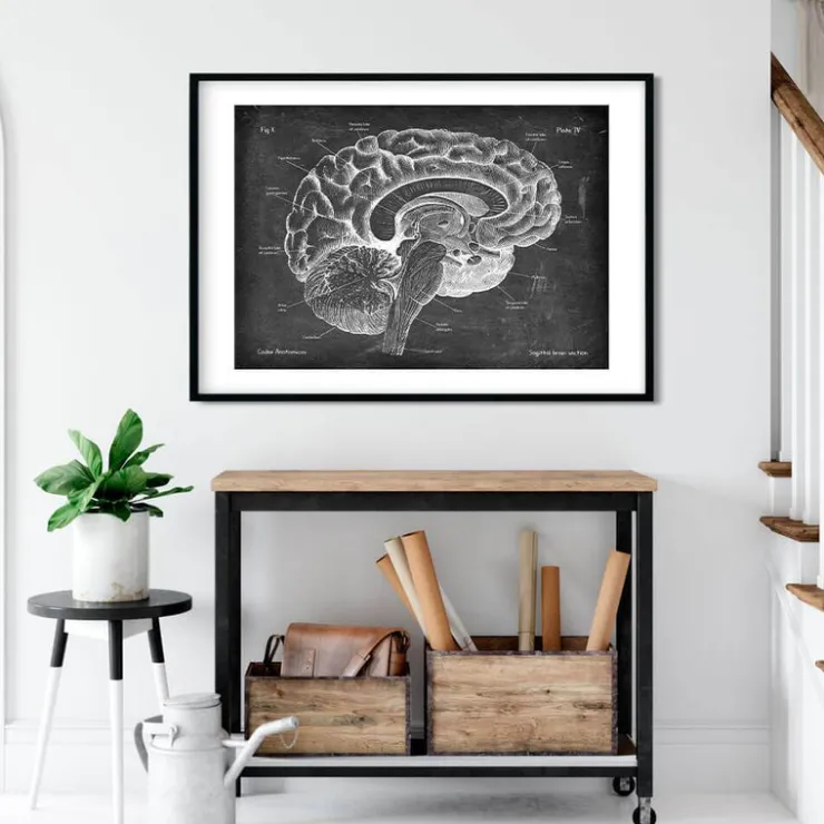 Anatomie du cerveau sagittal - Chalkboard-Codex Anatomicus Sale
