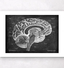 Anatomie du cerveau sagittal - Chalkboard-Codex Anatomicus Sale