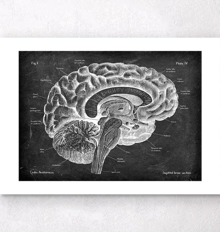 Anatomie du cerveau sagittal - Chalkboard-Codex Anatomicus Sale