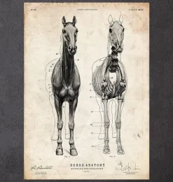 Anatomie du cheval III-Codex Anatomicus Hot