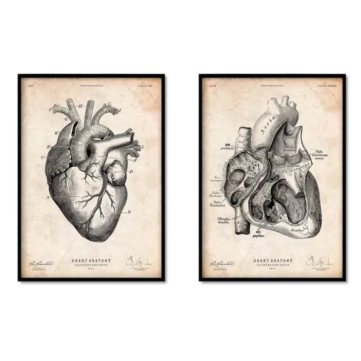 Anatomie du coeur vintage - Lot de 5-Codex Anatomicus Hot