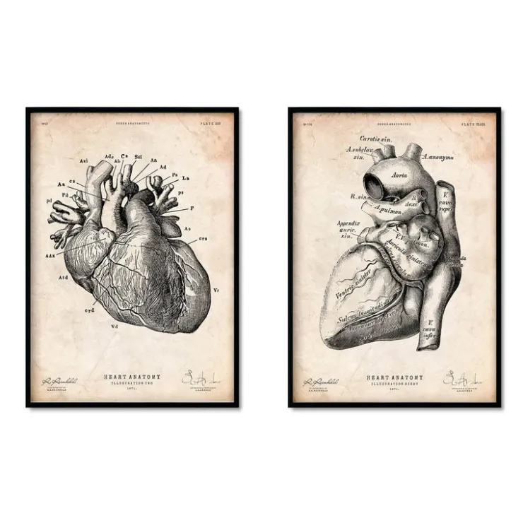 Anatomie du coeur vintage - Lot de 5-Codex Anatomicus Hot
