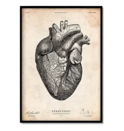 Anatomie du coeur vintage - Lot de 5-Codex Anatomicus Hot