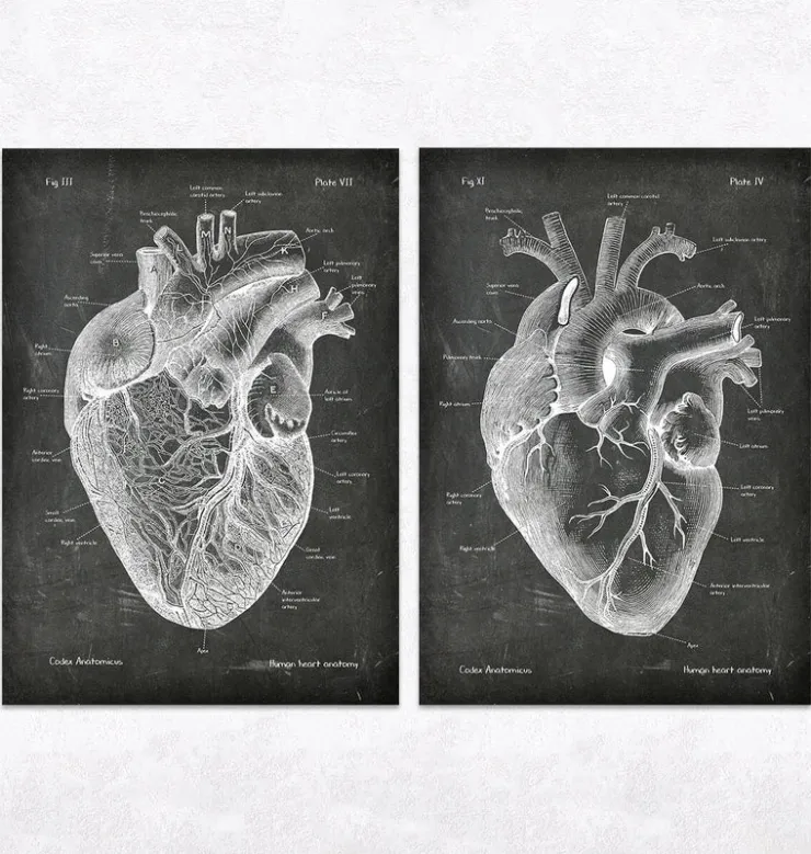 Anatomie du Coeur Vintage & Chalkboard - Lot de 5-Codex Anatomicus Outlet