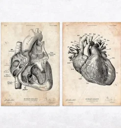 Anatomie du Coeur Vintage & Chalkboard - Lot de 5-Codex Anatomicus Outlet