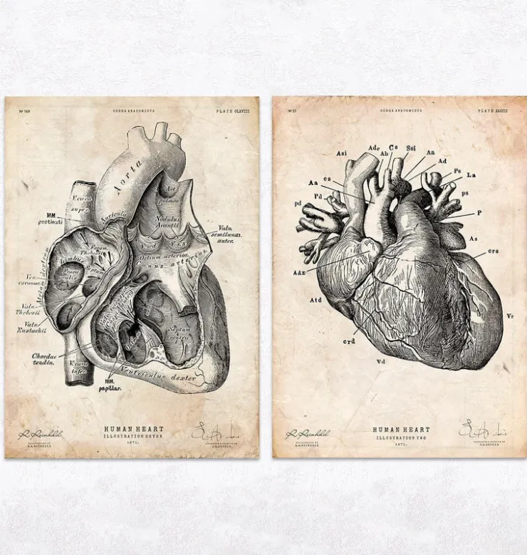 Anatomie du Coeur Vintage & Chalkboard - Lot de 5-Codex Anatomicus Outlet
