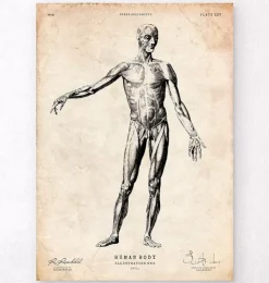 Anatomie du corps entier-Codex Anatomicus Outlet