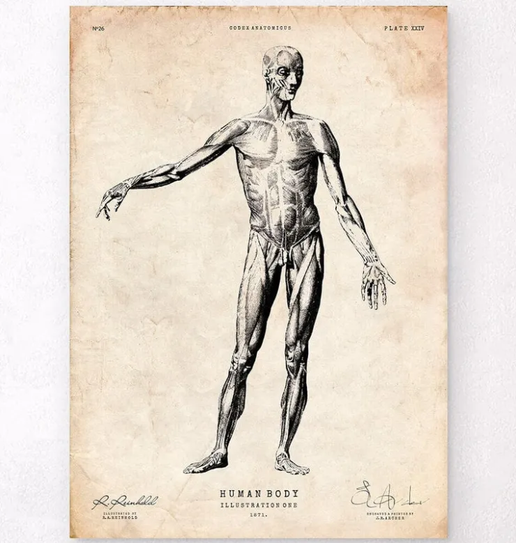 Anatomie du corps entier-Codex Anatomicus Outlet