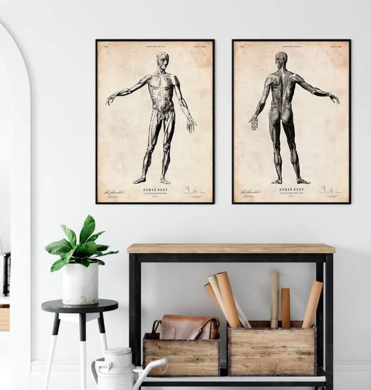Anatomie du corps entier-Codex Anatomicus Outlet