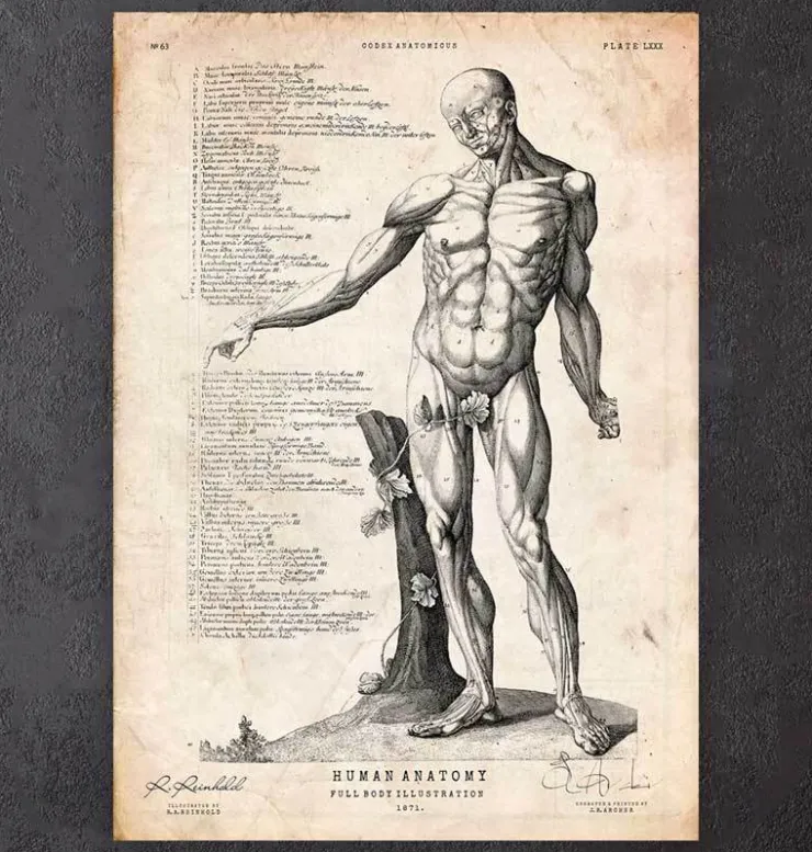 Anatomie du corps entier IV-Codex Anatomicus Online