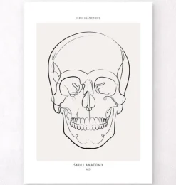 Anatomie du crâne - Line Art-Codex Anatomicus