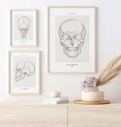Anatomie du crâne - Line Art-Codex Anatomicus