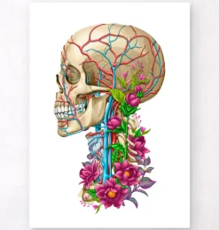 Anatomie du crâne II - Floral - Blanc-Codex Anatomicus