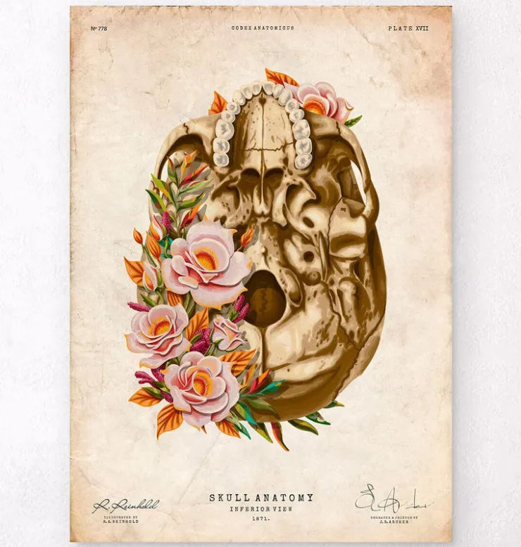 Anatomie du crâne V - Floral - Vintage-Codex Anatomicus Sale