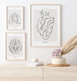 Anatomie du cœur - Line Art-Codex Anatomicus Clearance