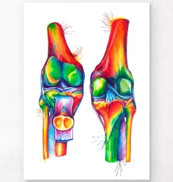 Anatomie du genou - Aquarelle-Codex Anatomicus
