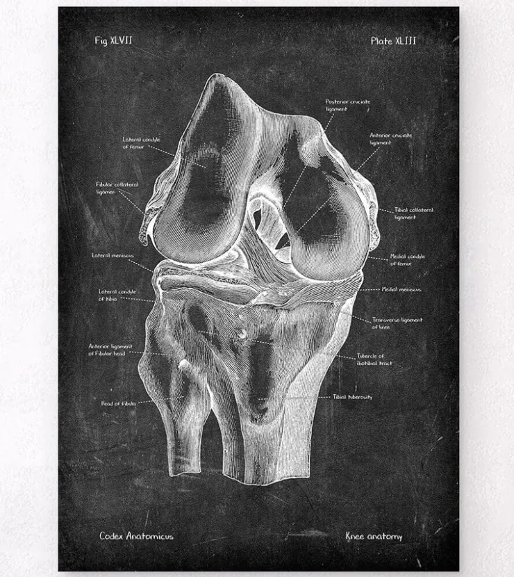Anatomie du genou - Chalkboard-Codex Anatomicus Online