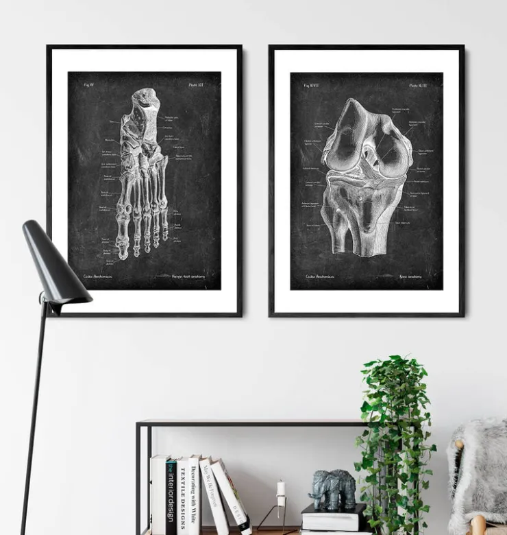 Anatomie du genou - Chalkboard-Codex Anatomicus Online