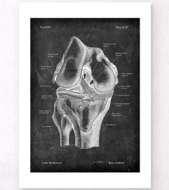 Anatomie du genou - Chalkboard-Codex Anatomicus Online