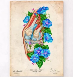 Anatomie du genou II - Floral - Vintage-Codex Anatomicus Clearance