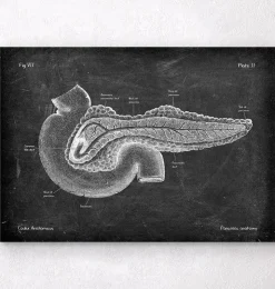 Anatomie du pancréas - Chalkboard-Codex Anatomicus Clearance