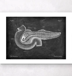 Anatomie du pancréas - Chalkboard-Codex Anatomicus Clearance