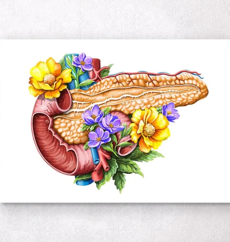 Anatomie du pancréas - Floral - Blanc-Codex Anatomicus