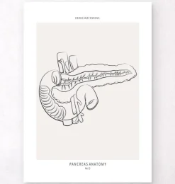 Anatomie du pancréas - Line Art-Codex Anatomicus Clearance